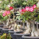 100 PCS Seeds Rare Pink Adenium Obesum Seeds Desert Rose Bonsai Tree Flower Plants