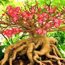 1000 PCS Seeds Rare Pink Adenium Obesum Seeds Desert Rose Bonsai Tree Flower Plants