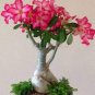 1000 PCS Seeds Rare Pink Adenium Obesum Seeds Desert Rose Bonsai Tree Flower Plants