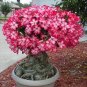 1000 PCS Seeds Rare Pink Adenium Obesum Seeds Desert Rose Bonsai Tree Flower Plants