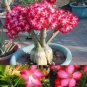 1000 PCS Seeds Rare Pink Adenium Obesum Seeds Desert Rose Bonsai Tree Flower Plants