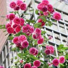 100 PCS Seeds Rare Pink Climbing Rose Seeds, Very Beautiful Ornamental Climbing Flowers