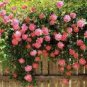 100 PCS Seeds Rare Pink Climbing Rose Seeds, Very Beautiful Ornamental Climbing Flowers