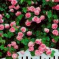 100 PCS Seeds Rare Pink Climbing Rose Seeds, Very Beautiful Ornamental Climbing Flowers