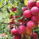 10 PCS Seeds Rare Pink Plum Shrub Fruit