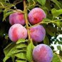 10 PCS Seeds Rare Pink Plum Shrub Fruit