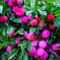 10 PCS Seeds Rare Pink Plum Shrub Fruit