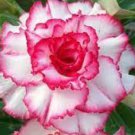 2 PCS Seeds Rare Pink White Desert Rose Adenium
