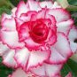 2 PCS Seeds Rare Pink White Desert Rose Adenium