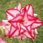 2 PCS Seeds Rare Pink White Desert Rose Adenium