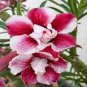 2 PCS Seeds Rare Pink White Desert Rose Adenium