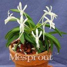 100 PCS Seeds Rare Plants Neofinetia Falcata Bonsai Rich Aroma Bonsai 100 PCS Seeds Rare Plants Neofinetia Falcata Bonsai Rich Aroma Bonsai