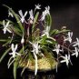 100 PCS Seeds Rare Plants Neofinetia Falcata Bonsai Rich Aroma Bonsai
