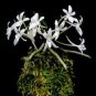 100 PCS Seeds Rare Plants Neofinetia Falcata Bonsai Rich Aroma Bonsai