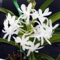 100 PCS Seeds Rare Plants Neofinetia Falcata Bonsai Rich Aroma Bonsai