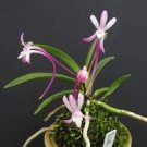100 PCS Seeds Rare Plants Neofinetia Falcata Bonsai Rich Aroma Bonsai Flower Plant 100 PCS Seeds Rare Plants Neofinetia Falcata Bonsai Rich Aroma Bonsai Flower Plant