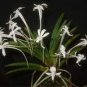 100 PCS Seeds Rare Plants Neofinetia Falcata Bonsai Rich Aroma Bonsai Flower Plant