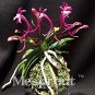 100 PCS Seeds Rare Plants Neofinetia Falcata Bonsai Rich Aroma Bonsai Flower Plant