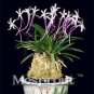 100 PCS Seeds Rare Plants Neofinetia Falcata Bonsai Rich Aroma Bonsai Flower Plant
