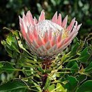 50 PCS Seeds Rare Protea Cynaroides Bonsai Easy Planting Bonsai Flower 50 PCS Seeds Rare Protea Cynaroides Bonsai Easy Planting Bonsai Flower