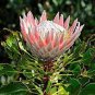50 PCS Seeds Rare Protea Cynaroides Bonsai Easy Planting Bonsai Flower
