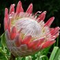 50 PCS Seeds Rare Protea Cynaroides Bonsai Easy Planting Bonsai Flower