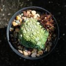 1 PCS Seeds Rare PSEUDOLITHOS sphaericus Seed perennial Lovely Succulent