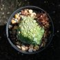 1 PCS Seeds Rare PSEUDOLITHOS sphaericus Seed perennial Lovely Succulent