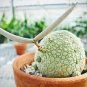 1 PCS Seeds Rare PSEUDOLITHOS sphaericus Seed perennial Lovely Succulent