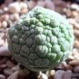 1 PCS Seeds Rare PSEUDOLITHOS sphaericus Seed perennial Lovely Succulent