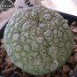 1 PCS Seeds Rare PSEUDOLITHOS sphaericus Seed perennial Lovely Succulent