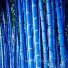 30 PCS Seeds Rare Purple Bamboo 30 PCS Seeds Rare Purple Bamboo