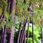 30 PCS Seeds Rare Purple Bamboo