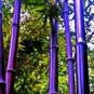 30 PCS Seeds Rare Purple Bamboo
