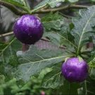25 PCS Seeds Rare Purple Cherry Tomato Organic