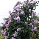 100 PCS Seeds Rare Purple Climbing Rose Seeds, Very Beautiful Ornamental Climbing Flowers