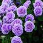 100 PCS Seeds Rare Purple Climbing Rose Seeds, Very Beautiful Ornamental Climbing Flowers