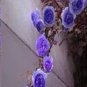100 PCS Seeds Rare Purple Climbing Rose Seeds, Very Beautiful Ornamental Climbing Flowers