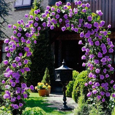 100 PCS Seeds Rare Purple Climbing Rose Very Beautiful Ornamental Climbing Flowers