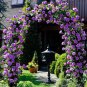 100 PCS Seeds Rare Purple Climbing Rose Very Beautiful Ornamental Climbing Flowers