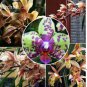 100 PCS Seeds Rare Purple Green Bonsai Orchid Flower