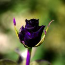 50 PCS Seeds Rare Purple Green Rose Flower 50 PCS Seeds Rare Purple Green Rose Flower