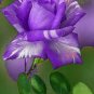 50 PCS Seeds Rare Purple Green Rose Flower