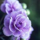 10 PCS Seeds Rare Purple Rose Geranium Seeds Double Pelargonium Flowers