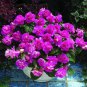 10 PCS Seeds Rare Purple Rose Geranium Seeds Double Pelargonium Flowers