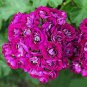10 PCS Seeds Rare Purple Rose Geranium Seeds Double Pelargonium Flowers
