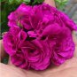 10 PCS Seeds Rare Purple Rose Geranium Seeds Double Pelargonium Flowers