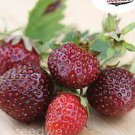 50 PCS Seeds Rare Purple Strawberry 50 PCS Seeds Rare Purple Strawberry