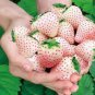 50 PCS Seeds Rare Purple Strawberry