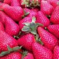 50 PCS Seeds Rare Purple Strawberry